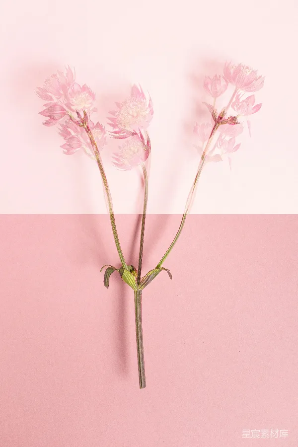 高清摄影 透明花瓣的优雅花卉