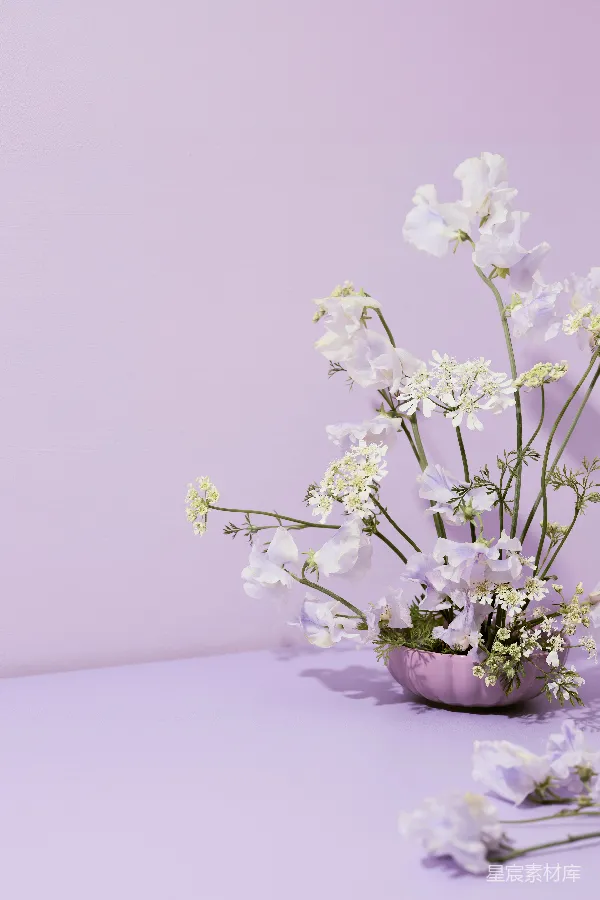 高清摄影 紫色背景上的优雅花瓶