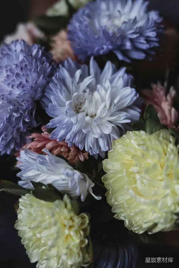 高清摄影 色彩斑斓的菊花