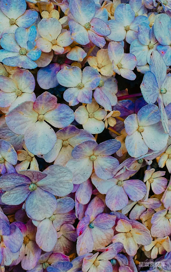 高清摄影 梦幻蓝紫色绣球花