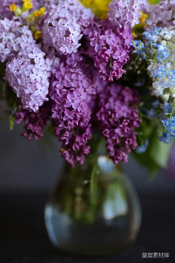 高清摄影 淡紫色丁香花束