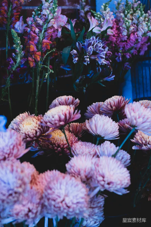 高清摄影 紫色与粉色的花朵