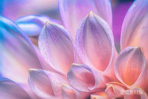 高清摄影 梦幻紫色花瓣特写