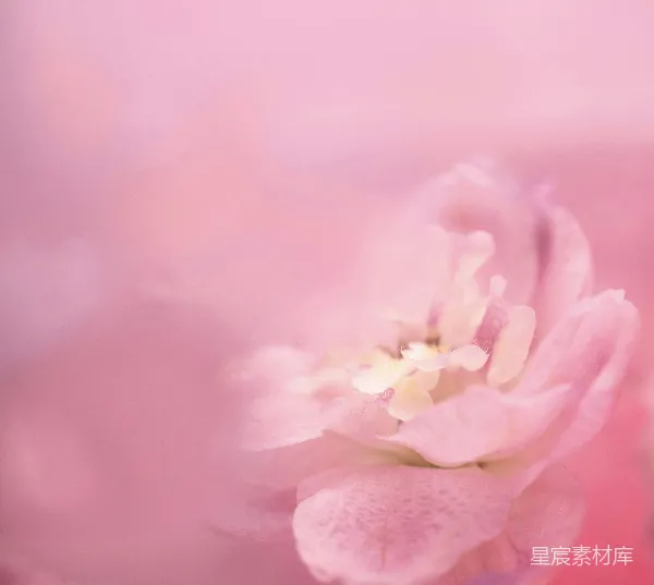 高清摄影 粉红花瓣特写