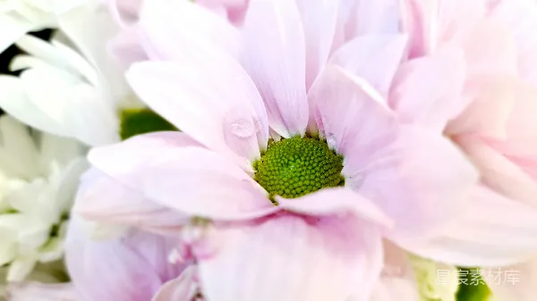 高清摄影 粉色雏菊的特写