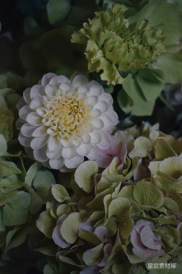 高清摄影 优雅的白色花朵