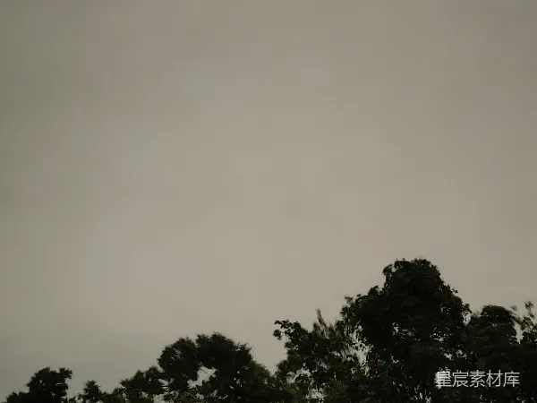 高清摄影 阴沉天空下的树梢