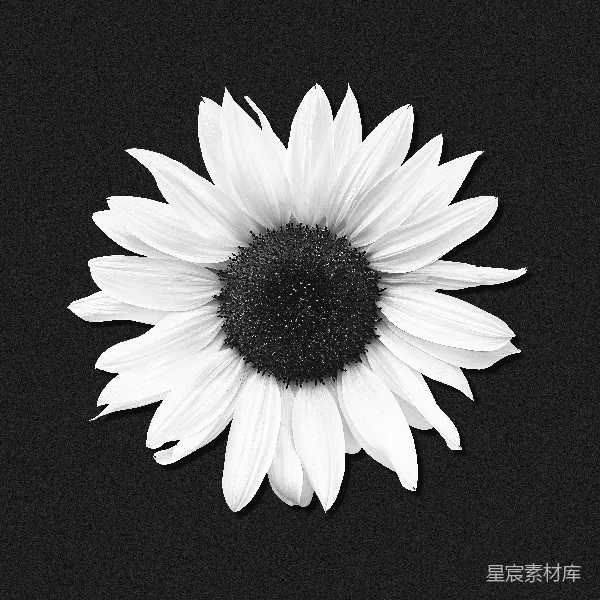 高清摄影 黑白向日葵