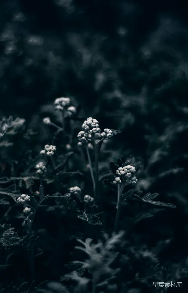 高清摄影 静谧的自然微景