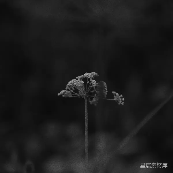 高清摄影 单株野花的黑白静谧
