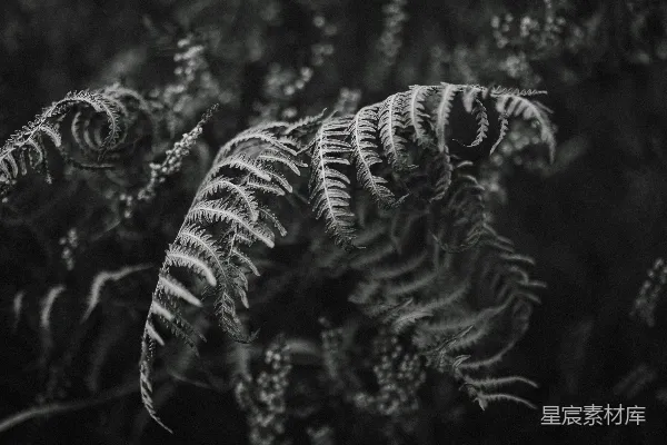 高清摄影 黑白蕨类植物特写