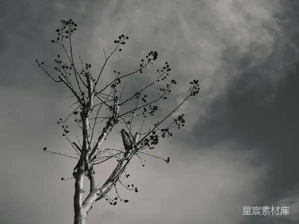 高清摄影 枯树下的寂静