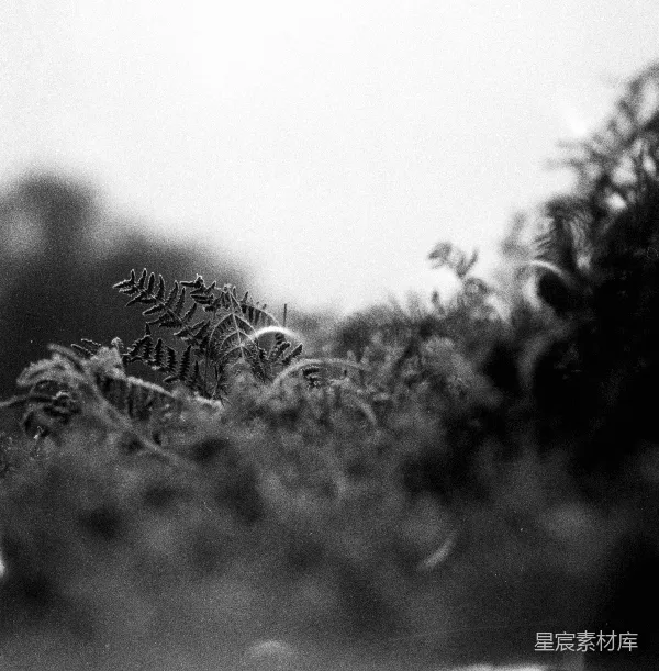 高清摄影 黑白色调中的蕨类植物
