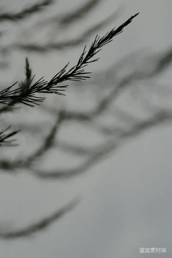 高清摄影 雪中的松枝