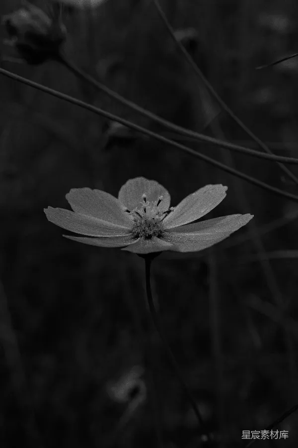 高清摄影 黑白花影