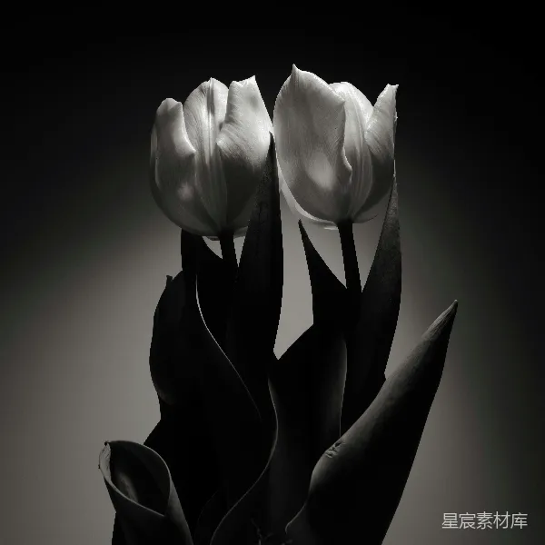 高清摄影 黑白郁金香
