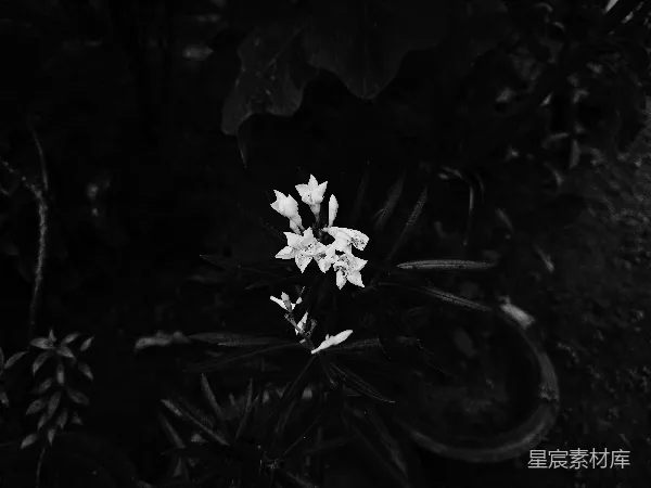 高清摄影 黑白光影中的花朵