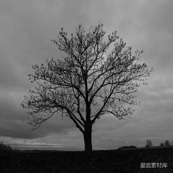 高清摄影 孤树剪影