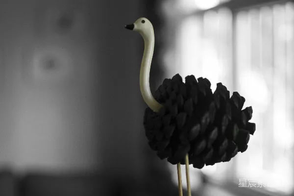 高清摄影 黑白天鹅：简约艺术作品