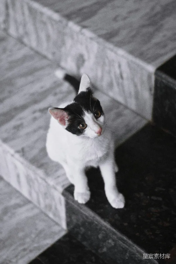 高清摄影 黑白相间的猫咪