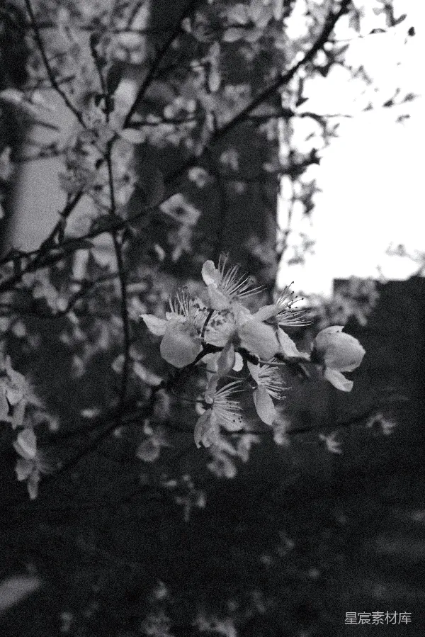 高清摄影 黑白花卉特写
