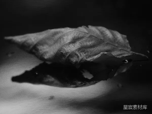高清摄影 落叶与水滴的静谧