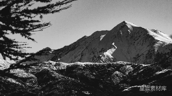 高清摄影 雪覆盖的山峰与松枝