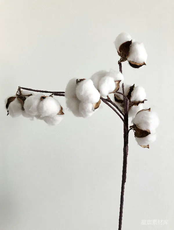 高清摄影 棉花枝条