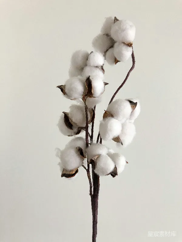 高清摄影 干花棉花枝