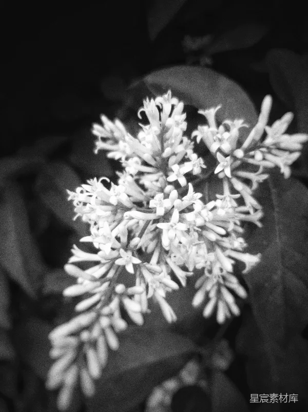 高清摄影 黑白花卉特写
