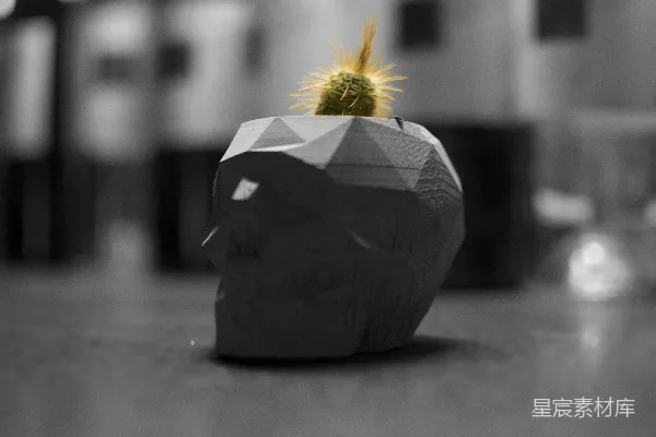 高清摄影 几何艺术：创意仙人掌花盆