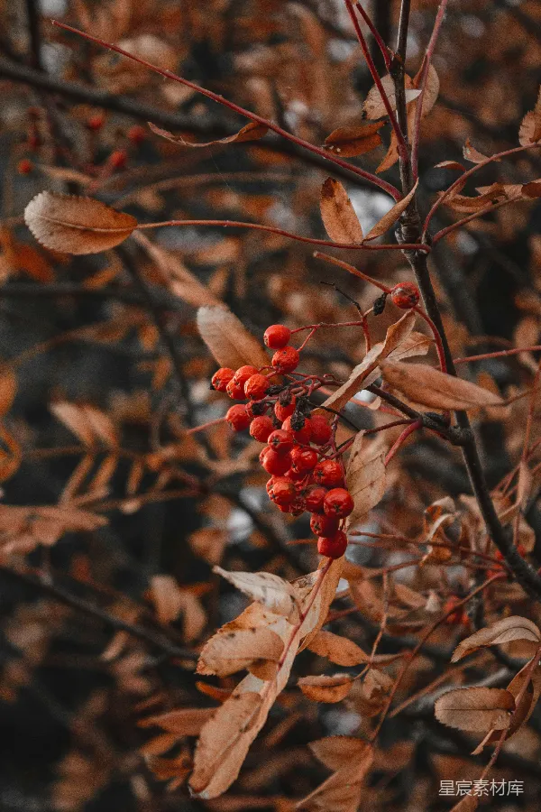 高清摄影 秋日红果枝
