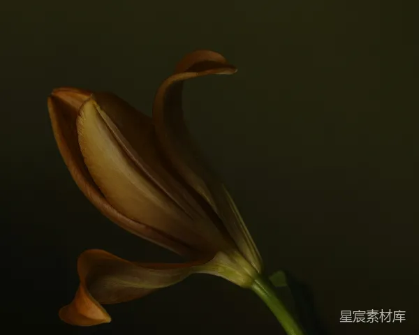 高清摄影 枯萎的百合花