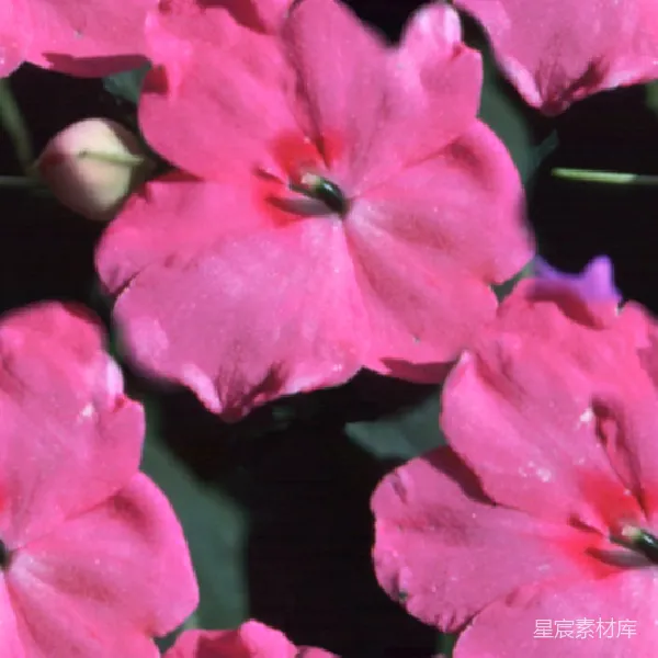 材质纹理 粉红色花朵特写