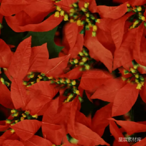 材质纹理 红花点缀的节日气氛