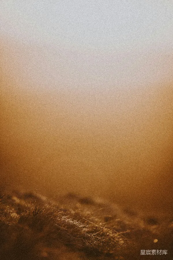 高清摄影 晨曦中的草丛