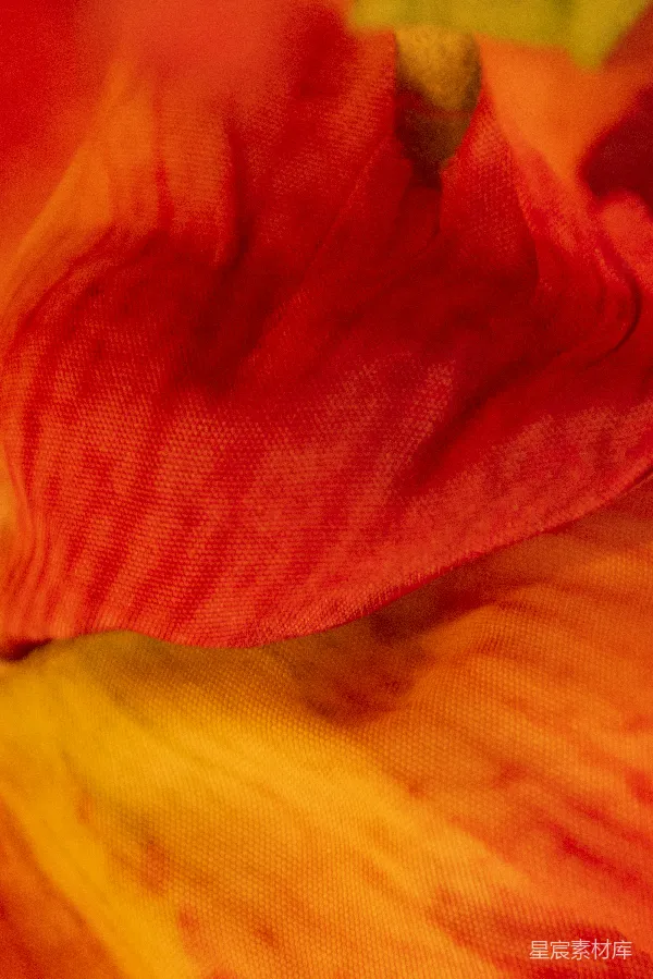 高清摄影 热情的橙红色花卉特写