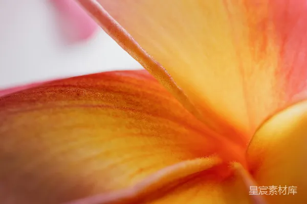高清摄影 微距下的花瓣细腻之美