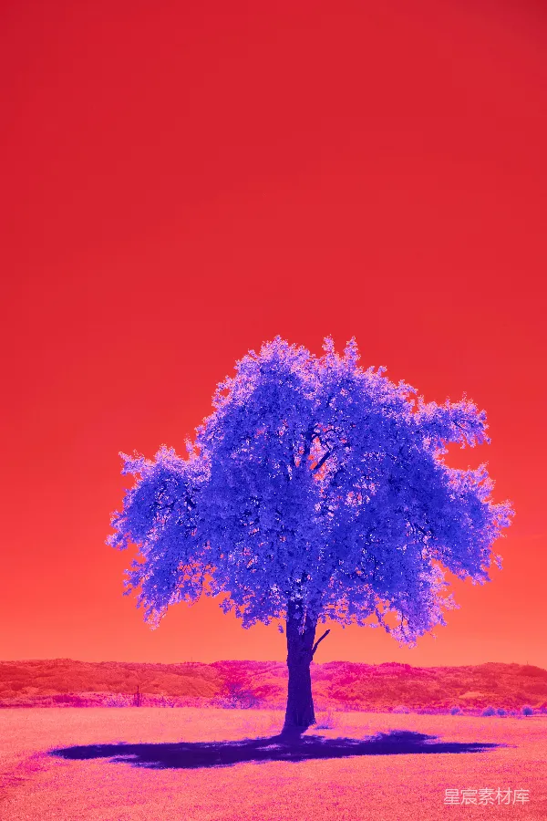 高清摄影 单树红背景