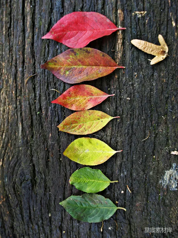 高清摄影 秋日落叶的色彩变换