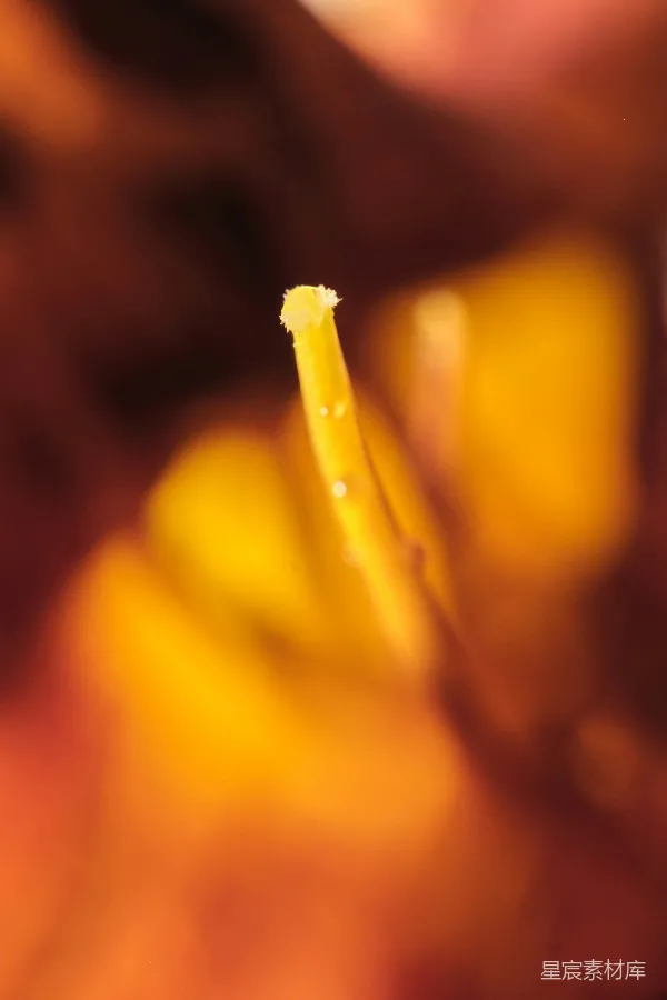 高清摄影 微距视角下的黄色花朵