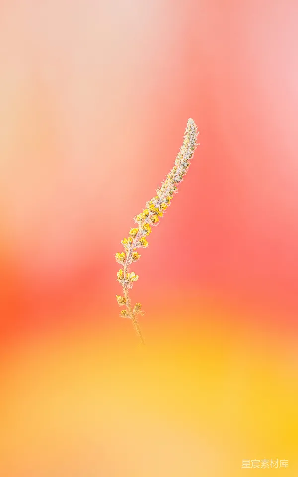 高清摄影 橙色渐变背景上的小黄花