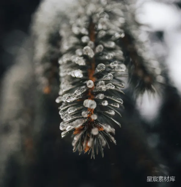 高清摄影 冰挂松针