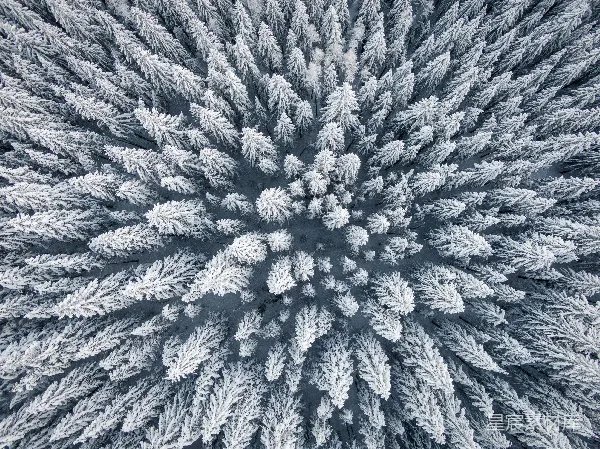 高清摄影 雪覆盖的松树林俯瞰