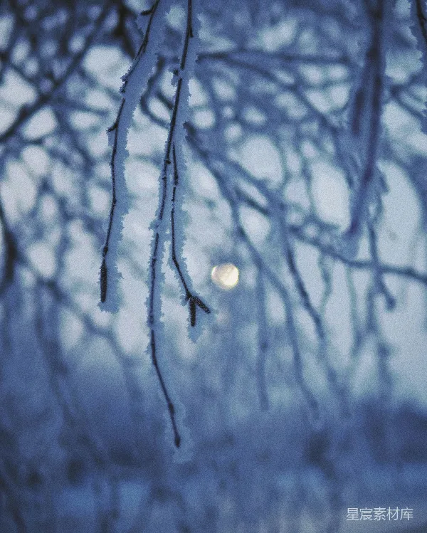 高清摄影 冬夜月光下的雪枝