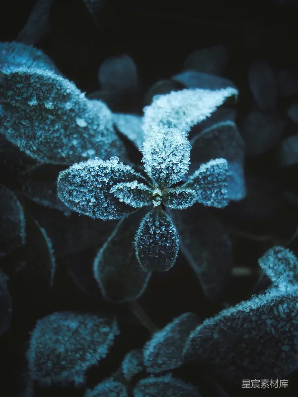 高清摄影 冰晶覆盖的植物