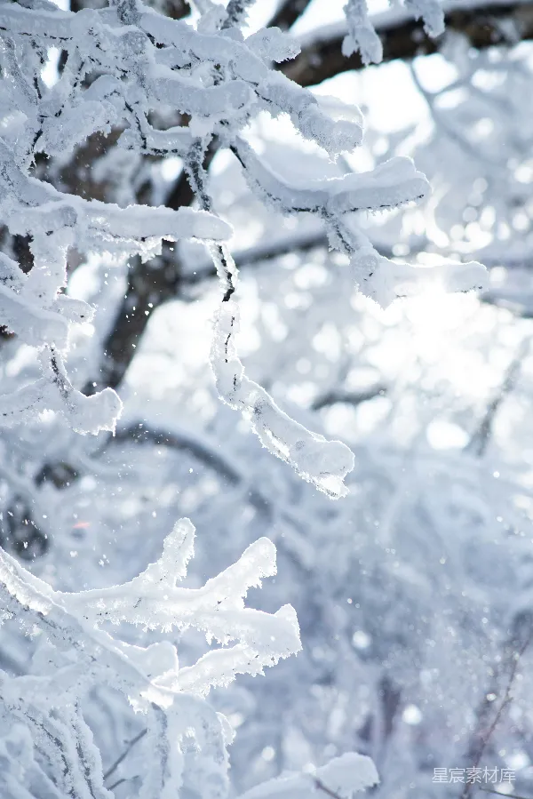 高清摄影 冬日雪景：树枝上的霜花