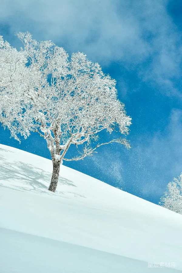 高清摄影 冬日雪景中的孤树