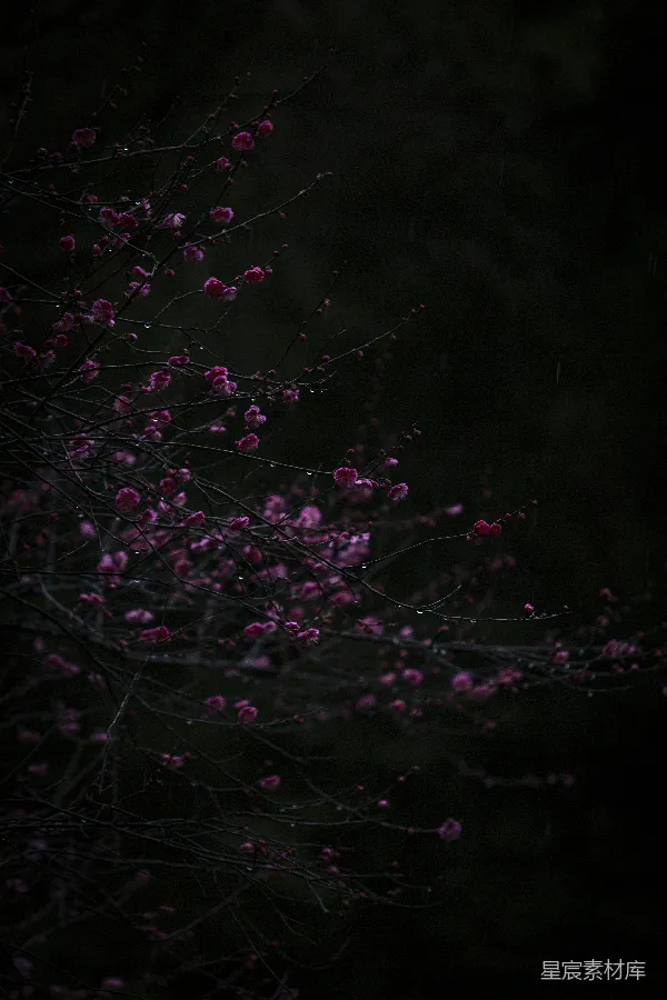 高清摄影 雨夜中的梅花