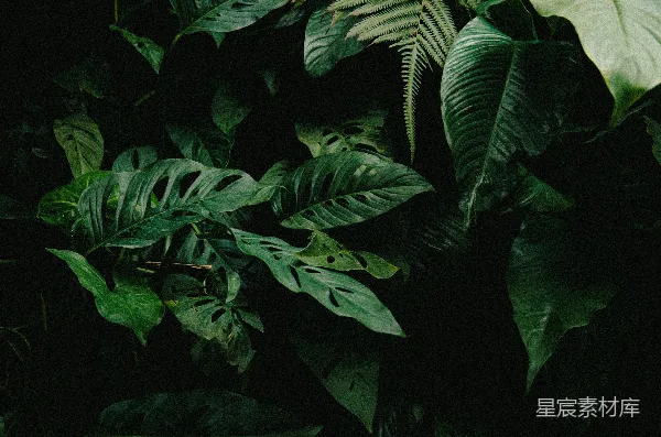 高清摄影 深绿色热带植物的夜景